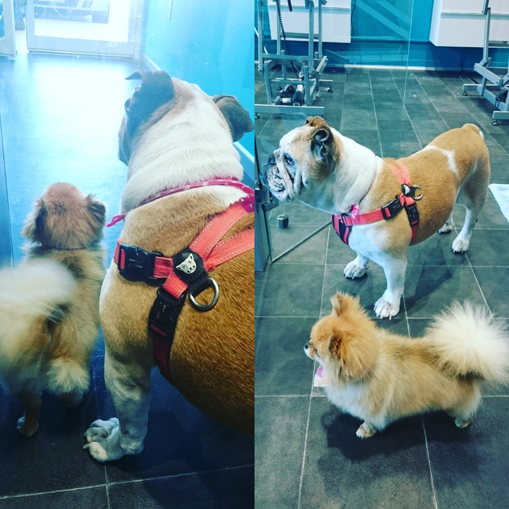 Fairy Tail Pet Styling | store | 3/18/24 Broadwater Ave, Hope Island QLD 4212, Australia | 0755108724 OR +61 7 5510 8724
