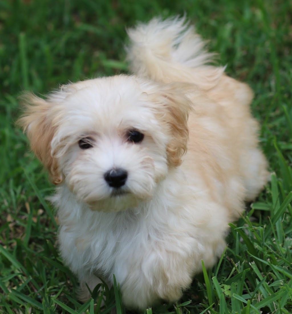 Hashki Havanese | Minerva Rd, Wedderburn NSW 2560, Australia | Phone: 0412 188 989