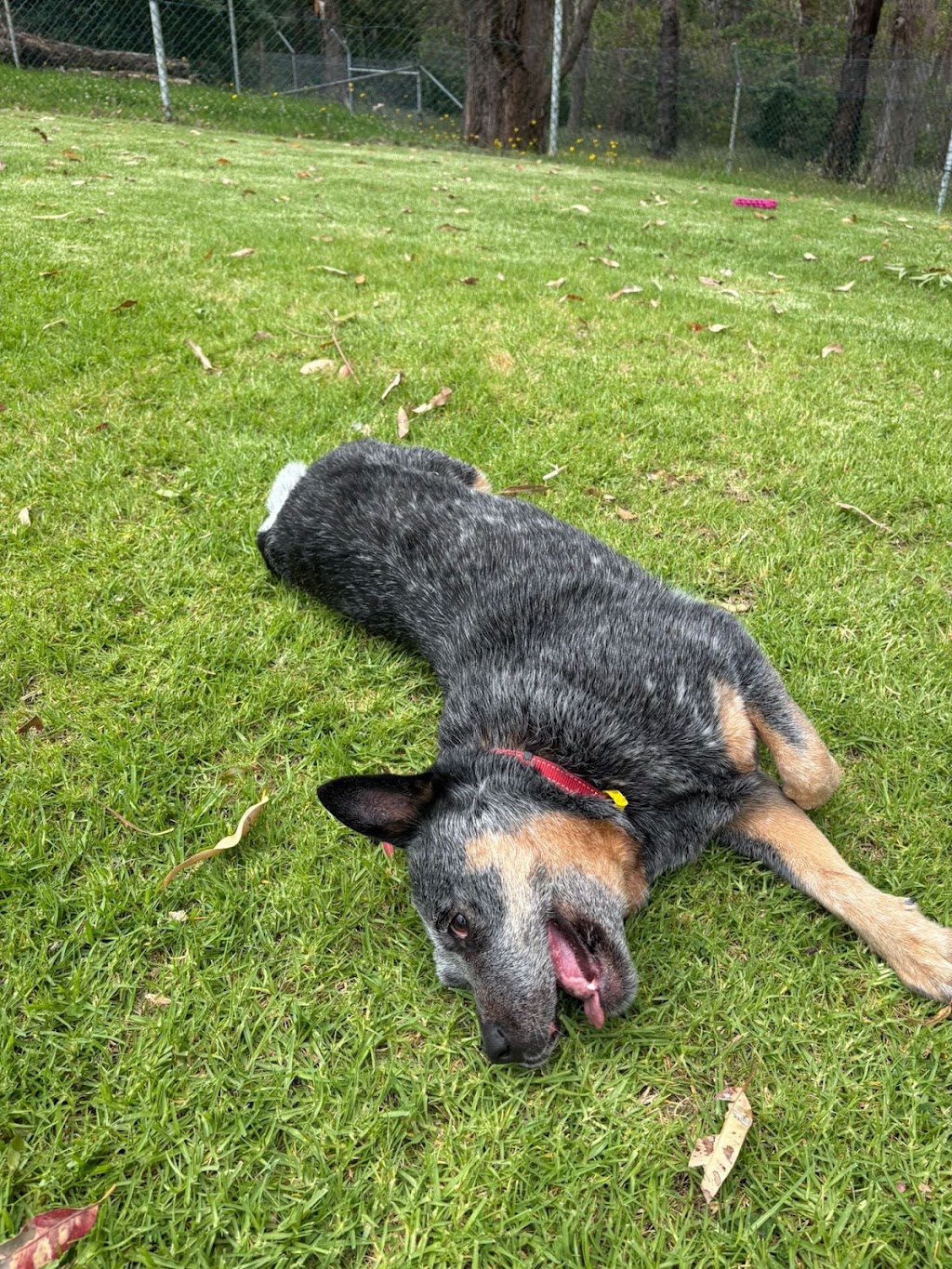 Dogdayz Dog Boarding - Lysterfield | 32 Powells Rd, Lysterfield VIC 3156, Australia | Phone: (03) 9752 7273