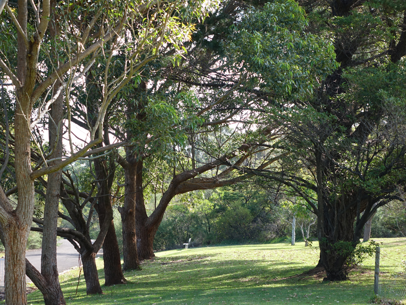 William Charlton Retirement Village Northern Beaches | 181 Allambie Rd, Allambie Heights NSW 2100, Australia | Phone: (02) 9451 6686