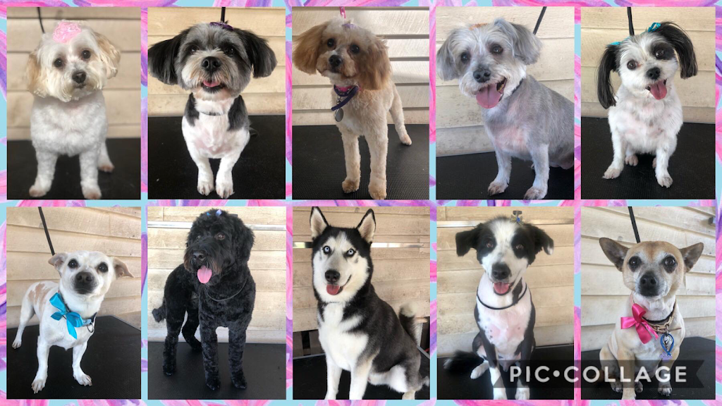 Jen’s Dog Grooming | 455 Bellmere Rd, Bellmere QLD 4510, Australia | Phone: 0402 104 074