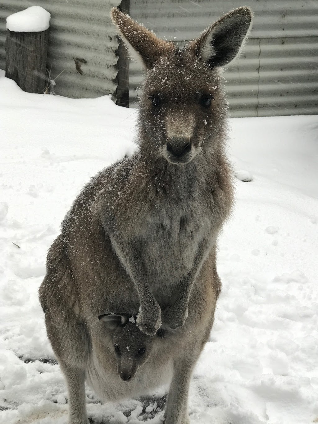 Kosciuszko Tourist Park | lodging | 1400 Kosciuszko Rd, Jindabyne NSW 2627, Australia | 0264562224 OR +61 2 6456 2224