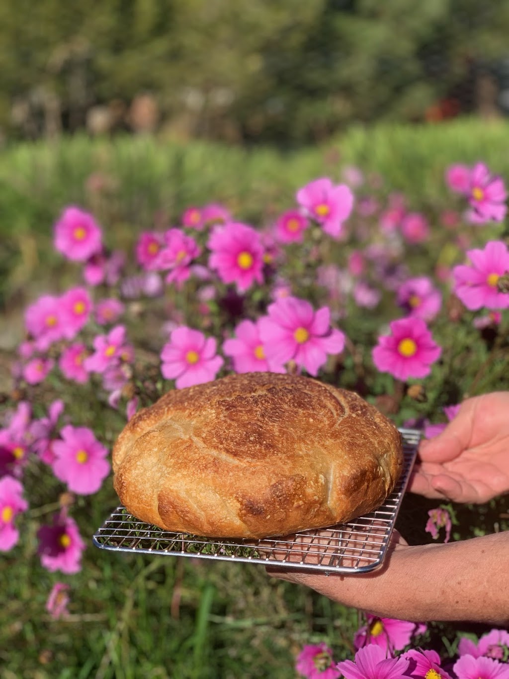J&Bs Home Grown Produce | 20 Salmon Ponds Rd, Plenty TAS 7140, Australia | Phone: 0473 118 206