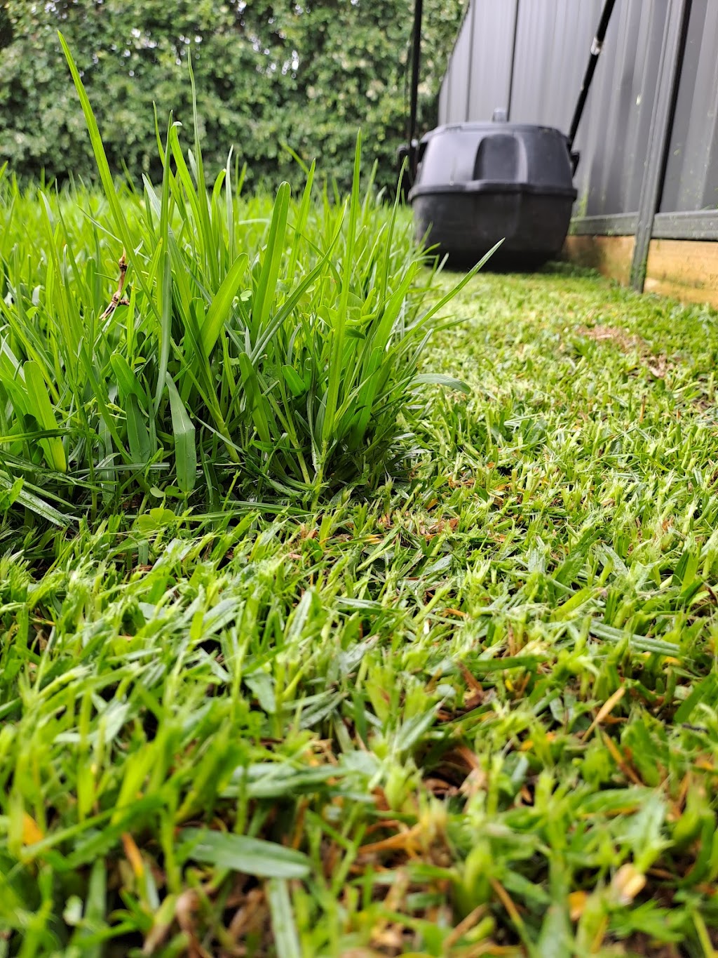 Budgewoi lawns(currently fully booked out) | Noella place, Budgewoi NSW 2262, Australia | Phone: 0458 806 285