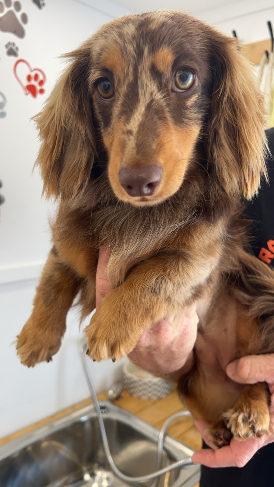 Little paws by staceylee | 46 Mulherin Dr, Mackay Harbour QLD 4740, Australia | Phone: 0447 142 687