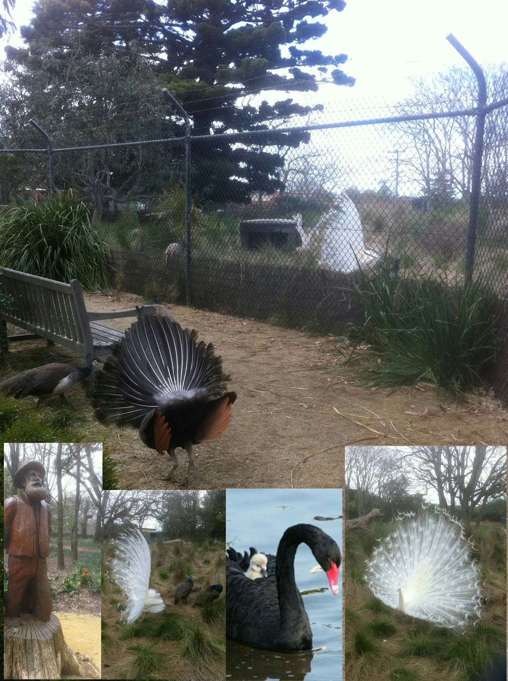Sale Botanic Gardens | park | Guthridge Parade, Sale VIC 3850, Australia | 1300366244 OR +61 1300 366 244