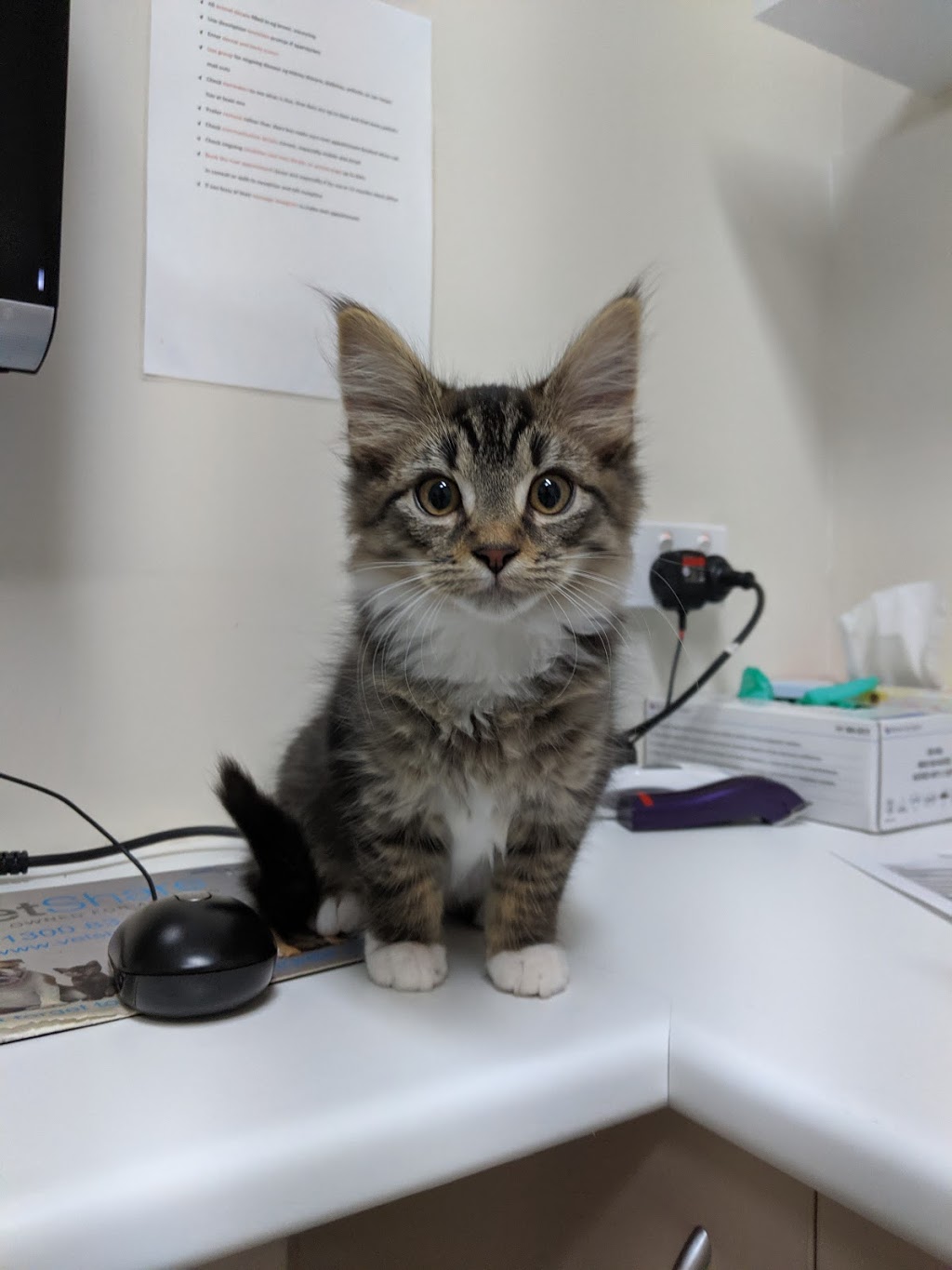 Canberra Cat Vet | 16-18 Purdue St, Belconnen ACT 2617, Australia | Phone: (02) 6251 1444