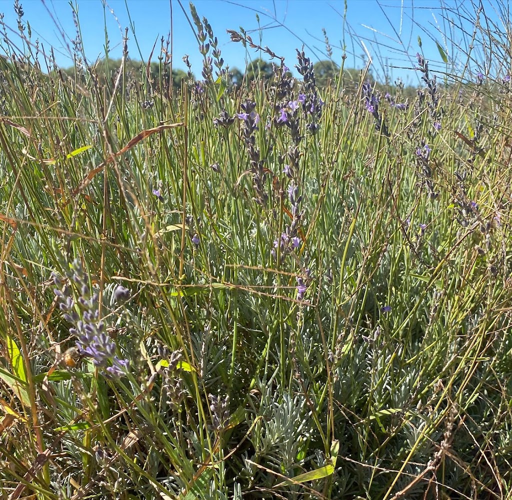 Yanchep Lavender | 272 Old Yanchep Rd, Carabooda WA 6033, Australia | Phone: 0419 964 690