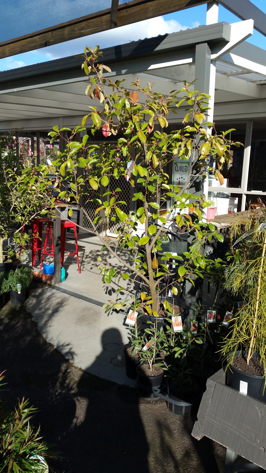 Blackspur Plant Nursery | florist | 349/351 Maroondah Hwy, Healesville VIC 3777, Australia | 0359624746 OR +61 3 5962 4746