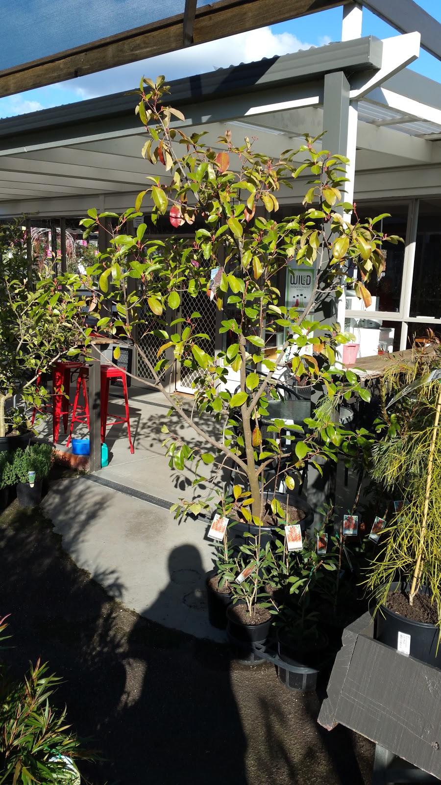 Blackspur Plant Nursery | 349/351 Maroondah Hwy, Healesville VIC 3777, Australia | Phone: (03) 5962 4746