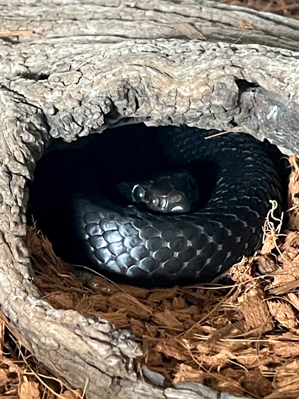 Stewy The Snake Catcher | 278 Ballan Rd, Wyndham Vale VIC 3024, Australia | Phone: 0413 277 588