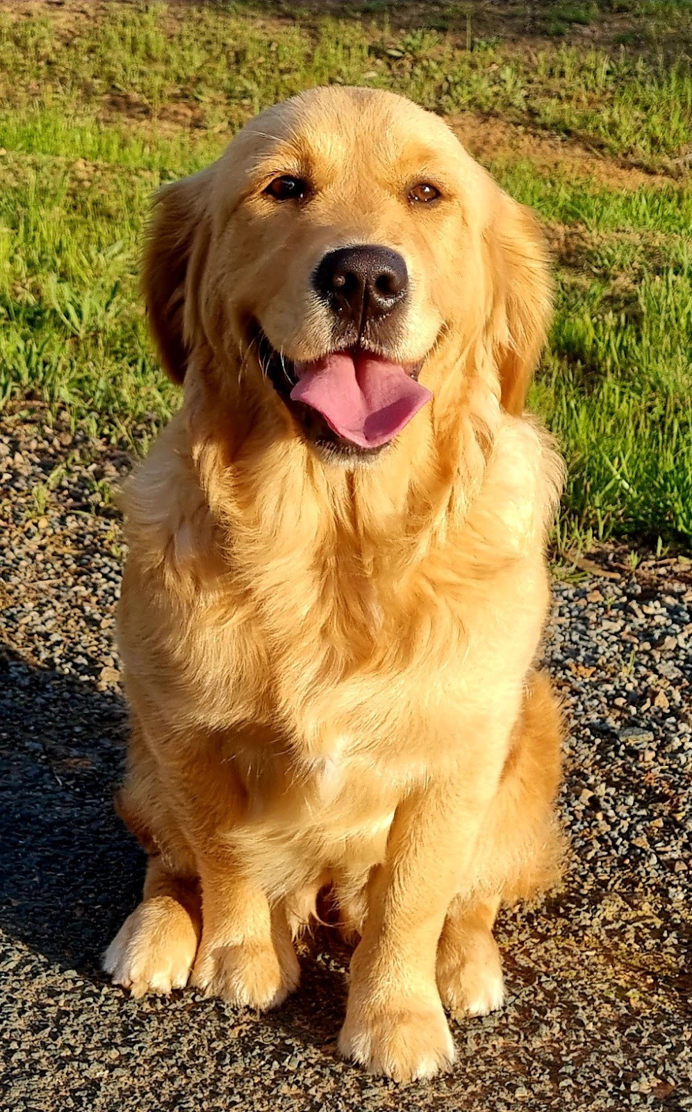 Crystal Creek Kennels - Purebred Golden Retrievers | 1043 Break Oday Rd, Glenburn VIC 3717, Australia | Phone: 0481 063 435