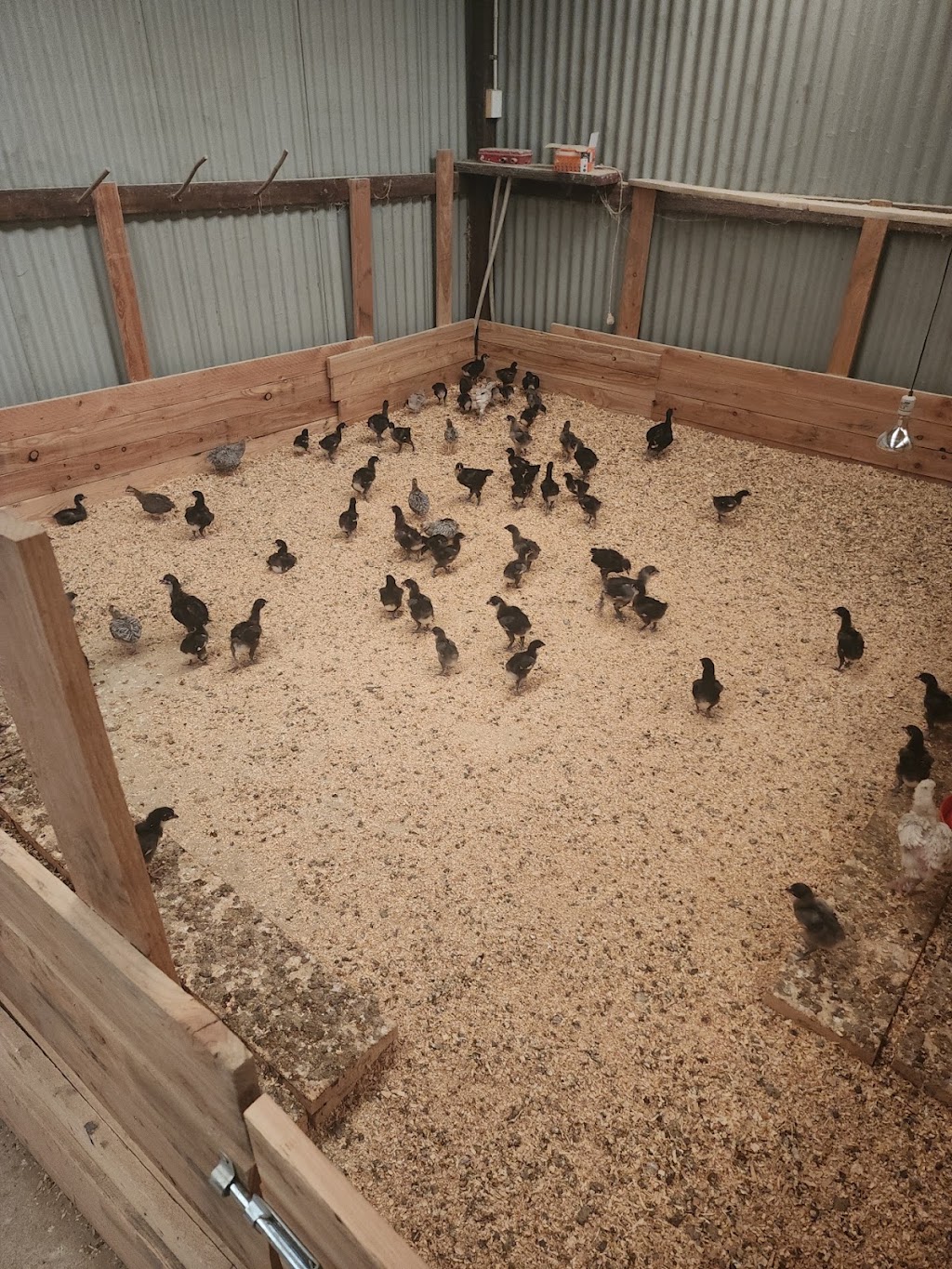 Country chicken | 125b Whitaker Rd, Rossmore NSW 2557, Australia | Phone: 0470 223 878