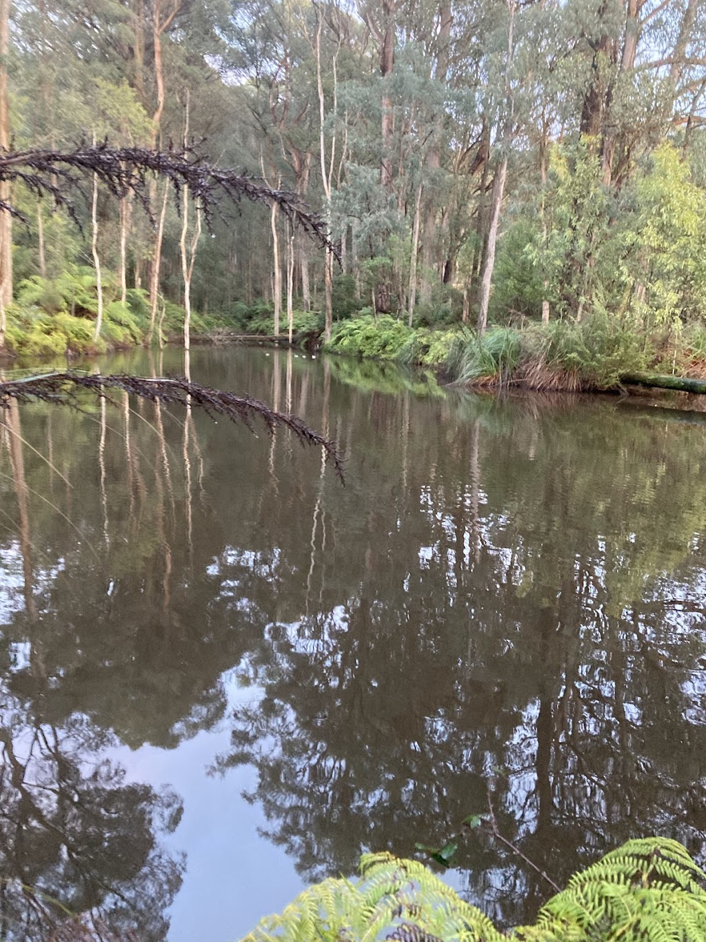 Cedarvale Health & Lifestyle Retreat | 291 Maroondah Hwy, Narbethong VIC 3778, Australia | Phone: 0423 749 175