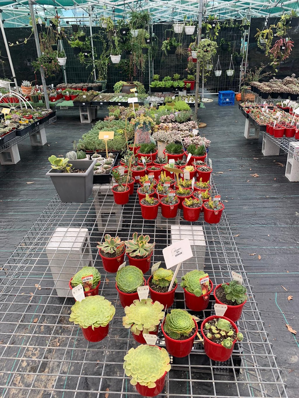 Ozzy Nursery | 173 New Beith Rd, Greenbank QLD 4124, Australia | Phone: 0411 862 014