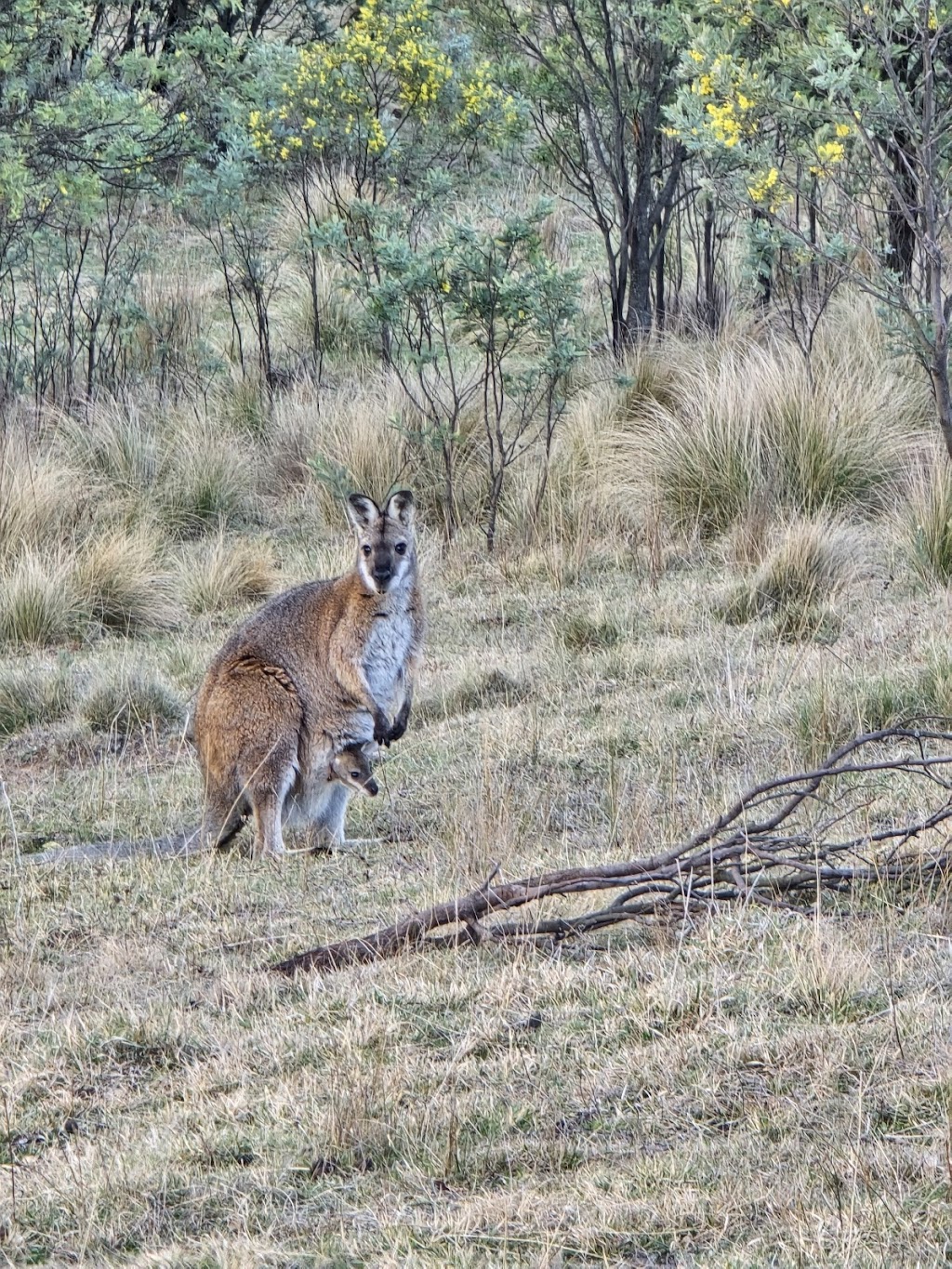 Serenus Hill | 2700 Shannons Flat Rd, Shannons Flat NSW 2630, Australia | Phone: 0416 027 970
