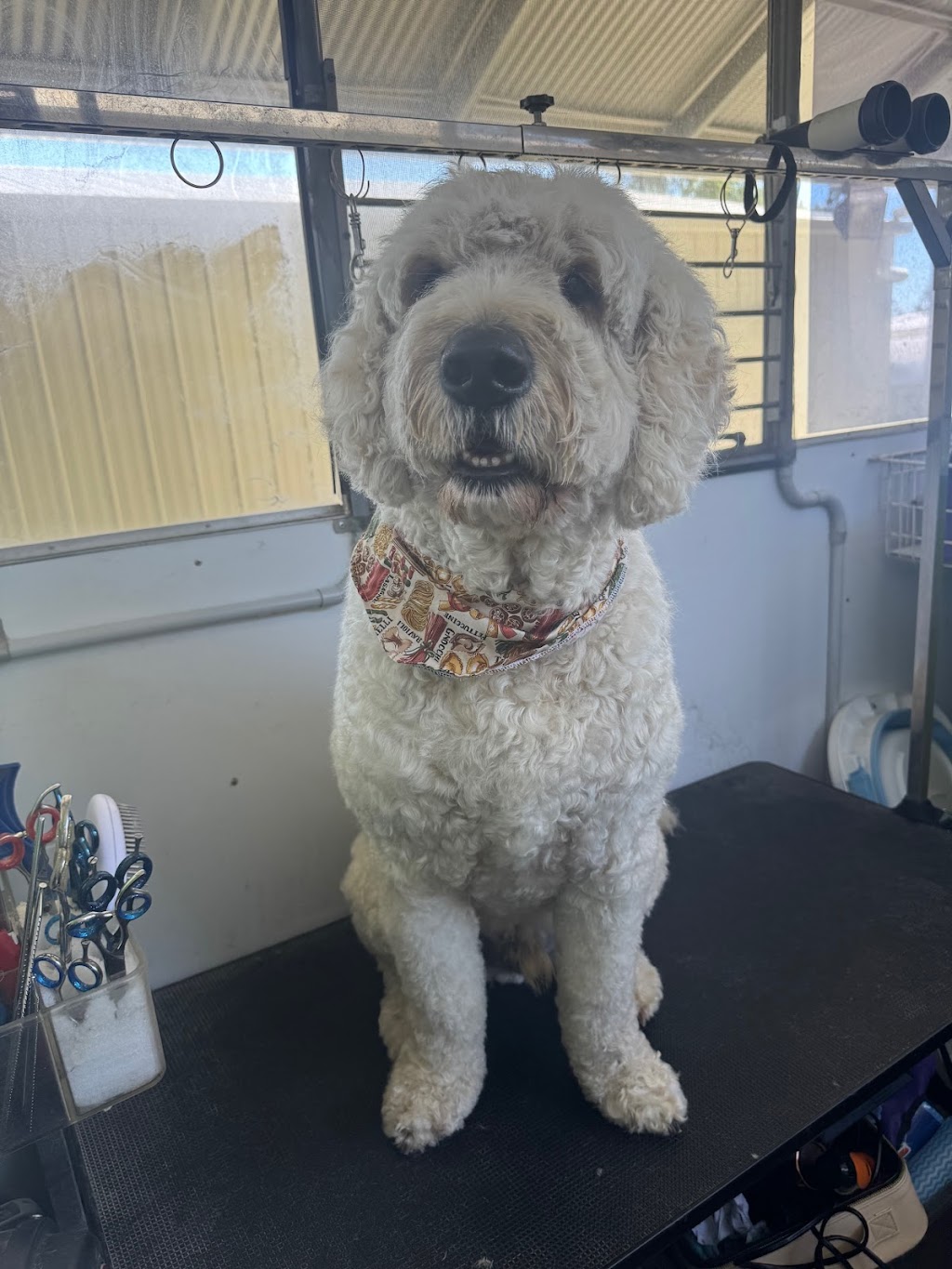 Clean a Paw, South Maclean | 29-39 Crest Rd, South Maclean QLD 4280, Australia | Phone: 0405 407 243 Clean a Paw, South Maclean | 29-39 Crest Rd, South Maclean QLD 4280, Australia | Phone: 0405 407 243
