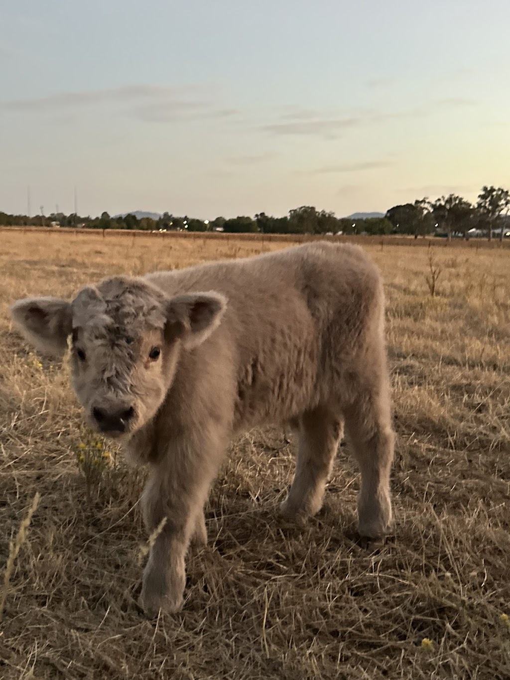 Mudgee Highlands | 106 Saleyards Ln, Mudgee NSW 2850, Australia | Phone: 0473 742 744