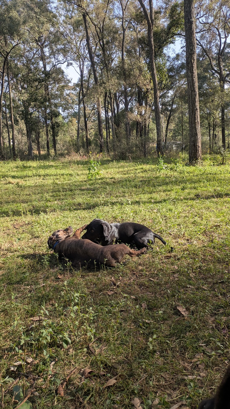 Paws in the Paddock | 45 Westbrook Rd, Cawdor NSW 2570, Australia | Phone: 0455 367 387