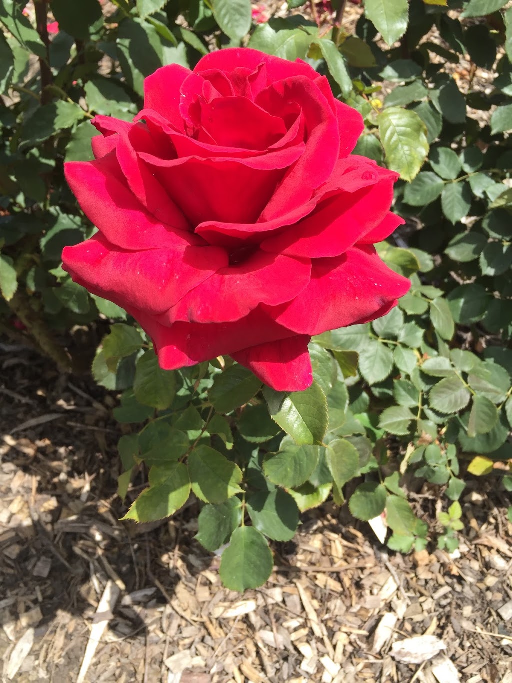 Magic Garden Roses | 130 Old Warburton Hwy, Seville East VIC 3139, Australia | Phone: 0481 542 142