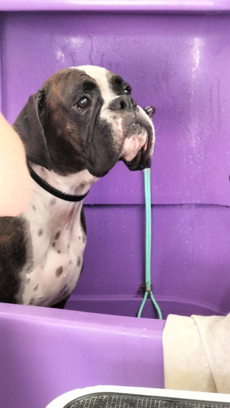 The Mobile Dog Barber | Leopardwood Rd, Cedar Grove QLD 4285, Australia | Phone: 0400 739 869