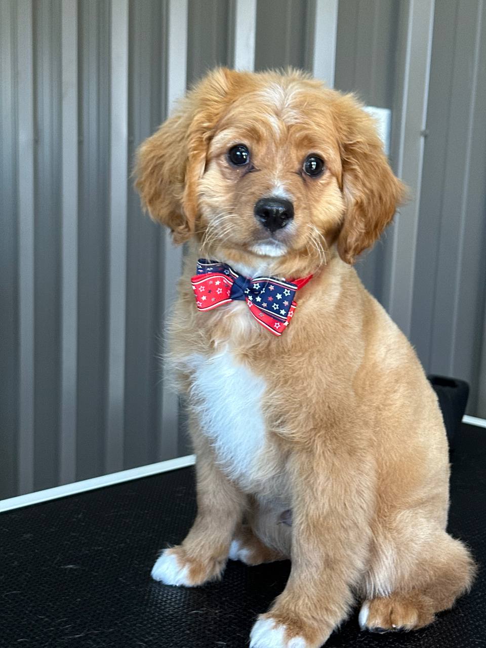 Emberlane Dog Grooming | 8 Elizabeth Dr, Griffith NSW 2680, Australia | Phone: 0491 701 326
