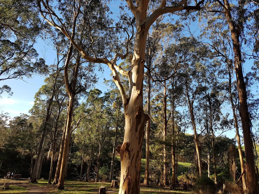 Agnes Falls | tourist attraction | 125 Agnes Falls Rd, Hazel Park VIC 3966, Australia | 131963 OR +61 131963