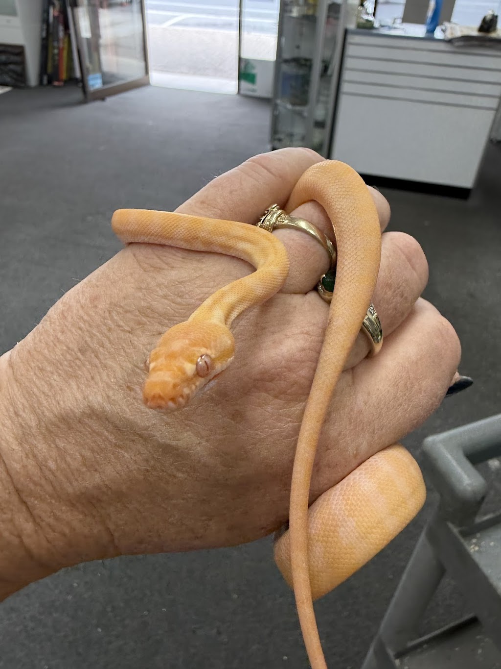 Totally Reptiles Vic Central | Unit 3/12 Lockwood Rd, Kangaroo Flat VIC 3555, Australia | Phone: (03) 5441 5870