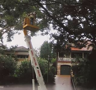 Sydney Tree Solutions | 50 Cliff Ave, Northbridge NSW 2063, Australia | Phone: 0405 095 095