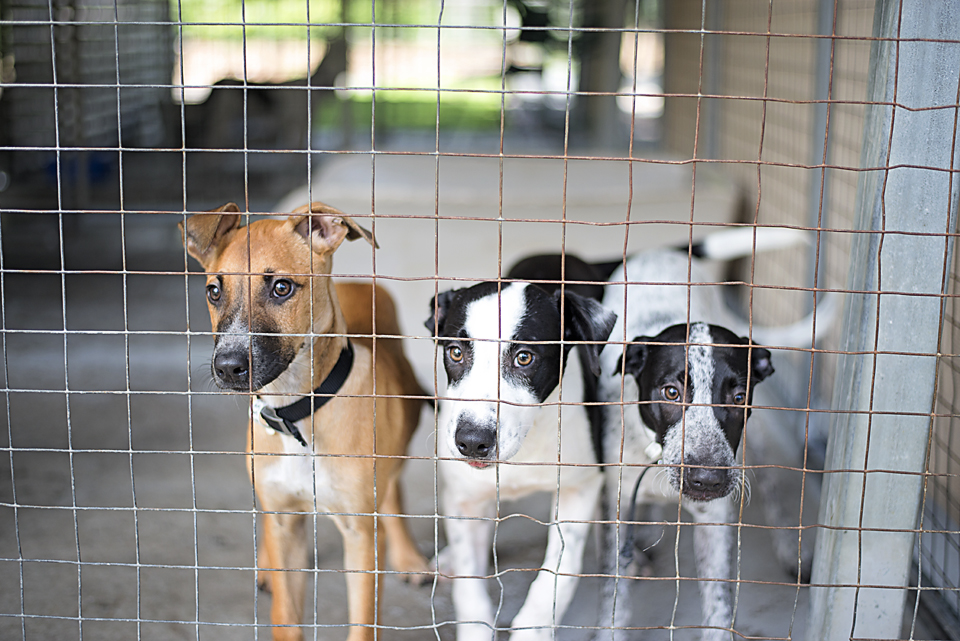 Animal Welfare League Queensland Op Shop | Coombabah Plaza 4, 21 Hansford Rd, Coombabah QLD 4216, Australia | Phone: 0431 834 836