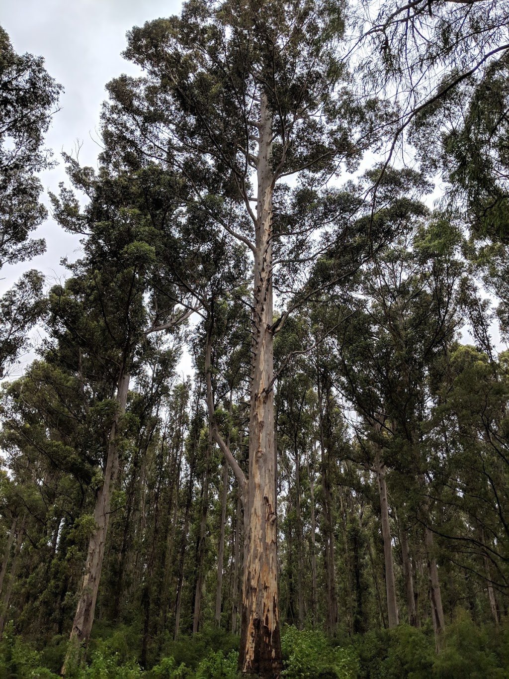 Boorara Tree | park | Boorara Brook WA 6262, Australia