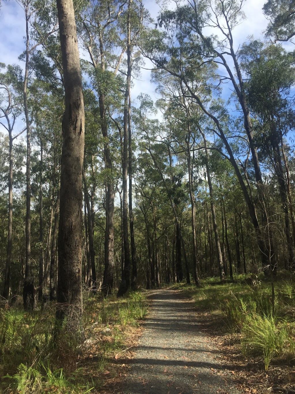 Bruthen Walking Trails | park | McLeans Loop, Bruthen VIC 3885, Australia