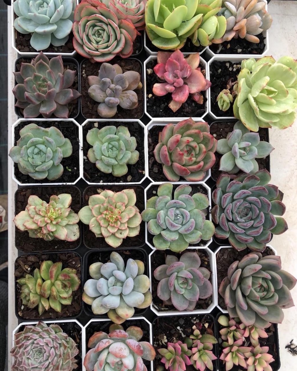 RNT SUCCULENTS | 8 Coulson Rd, Monbulk VIC 3029, Australia | Phone: 0405 508 998