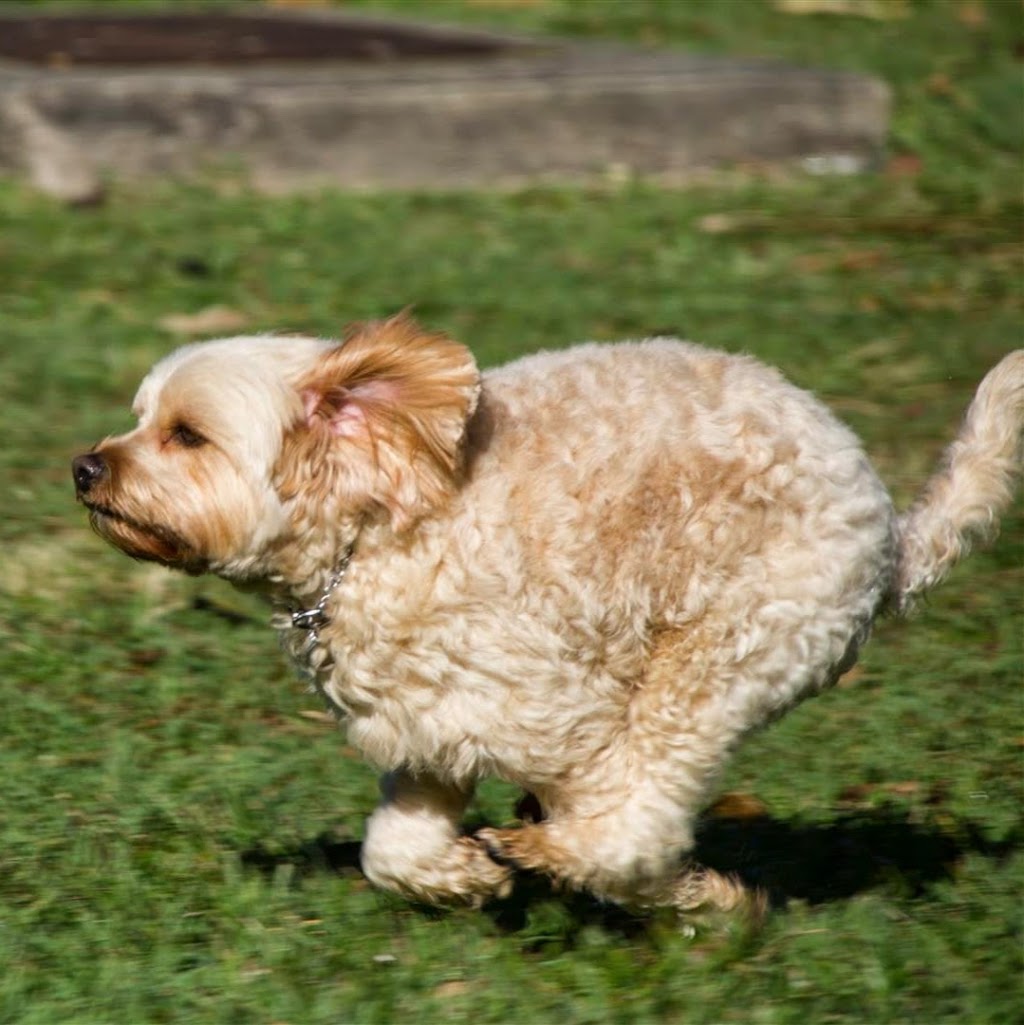 The Canine Classroom | school | 136 Verrierdale Rd, Verrierdale QLD 4562, Australia | 0499440909 OR +61 499 440 909