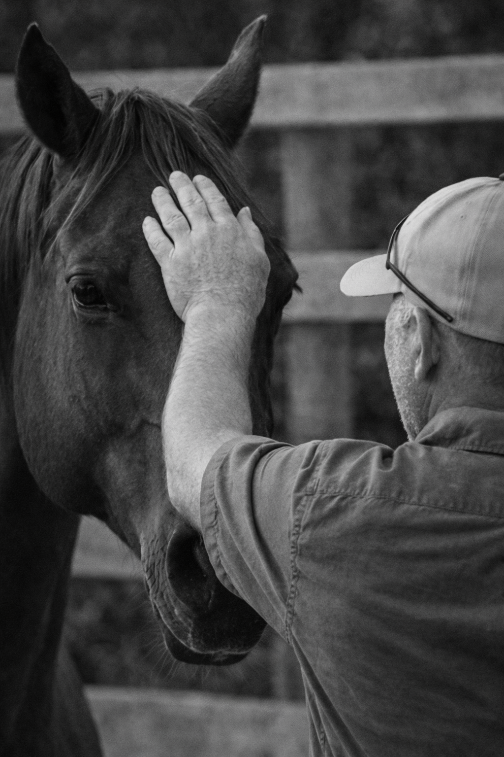 Peninsula Equine | 59 Tubbarubba Rd, Merricks North VIC 3926, Australia | Phone: 0418 585 489