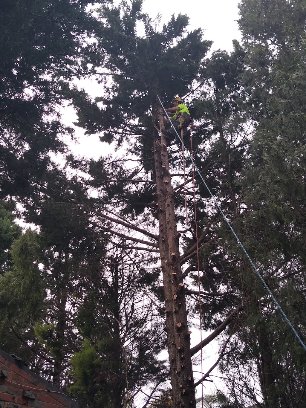 Balwyn Tree Service | 2 Oravel St, Balwyn North VIC 3104, Australia | Phone: (03) 8508 9040