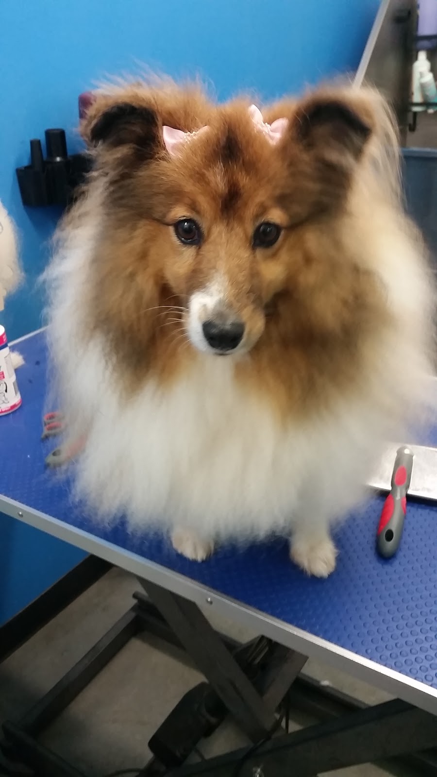 Fur King Groomer | Unit 1/90 Mount Hall Rd, Raymond Terrace NSW 2324, Australia | Phone: 0422 296 663