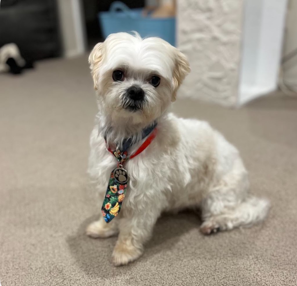Simply Pawgeous Grooming | 951 Dicksons Rd, Dooralong NSW 2259, Australia | Phone: 0484 671 351