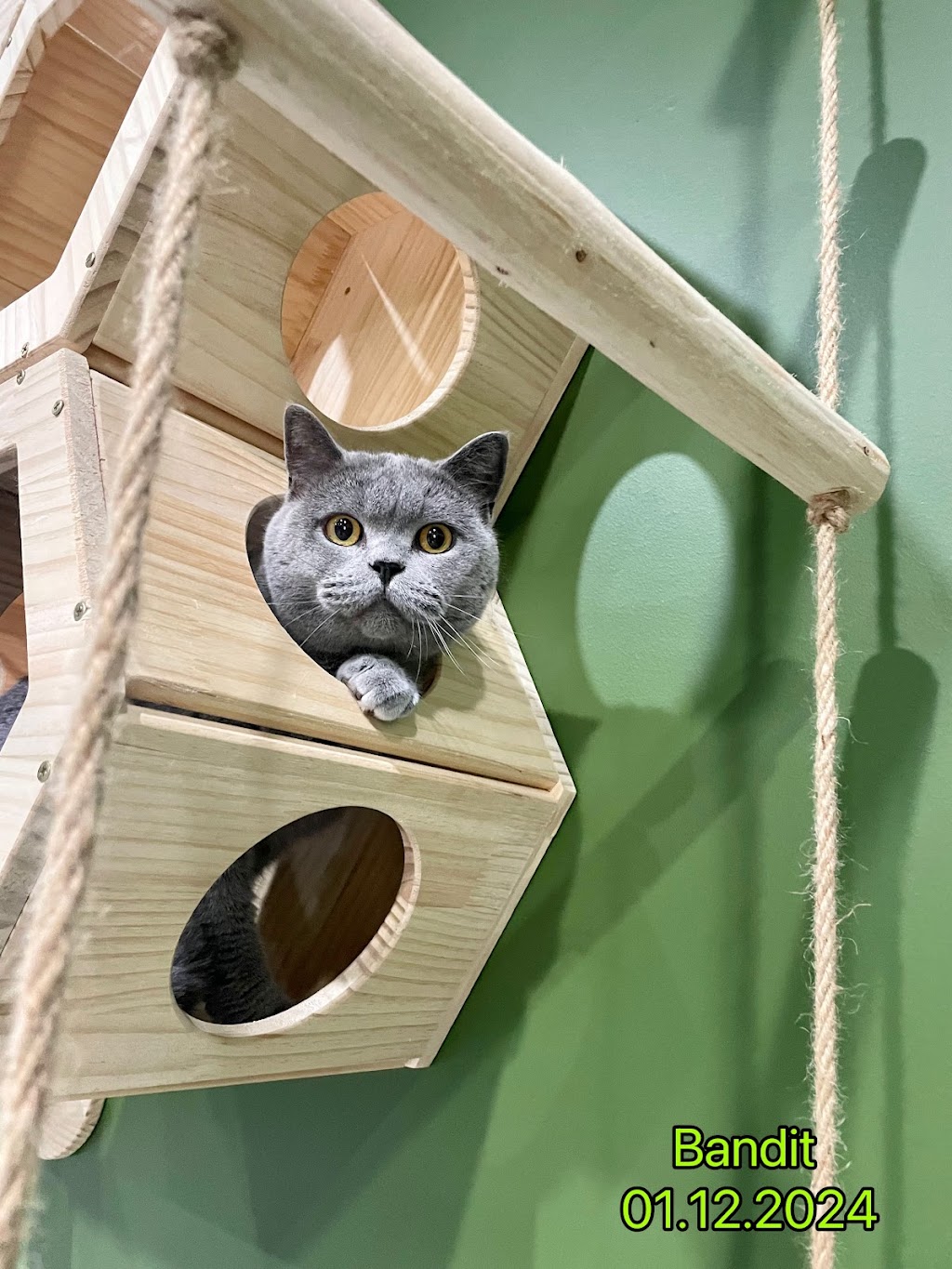 FluffyMW Cattery Boarding | Glenidol Rd, Oakville NSW 2765, Australia | Phone: 0499 142 889