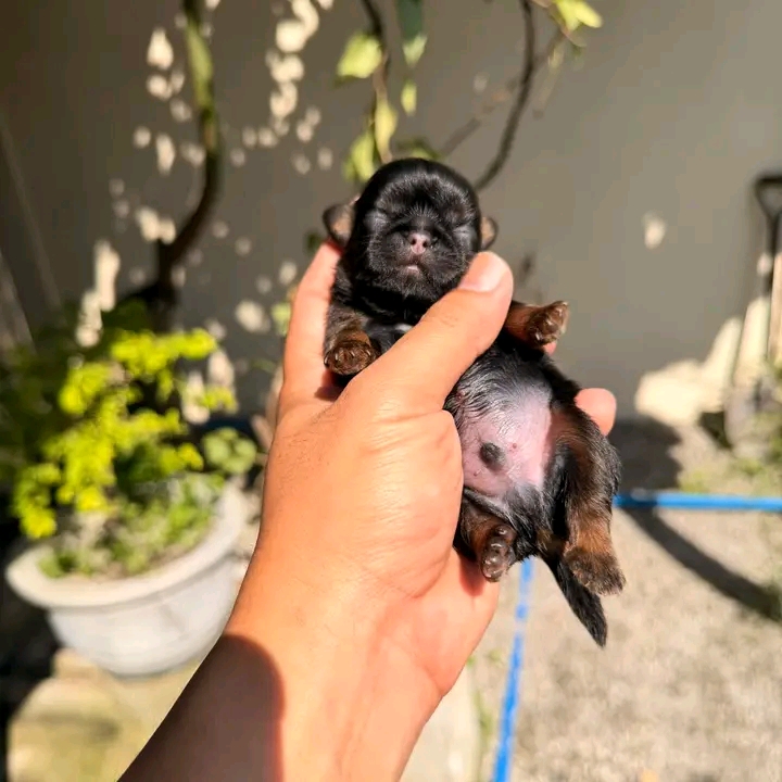 POLINAS SHIHTZU PUPPIES FOR REHOMING | St Georges Terrace, St George QLD 4487, Australia | Phone: (570) 597-3342