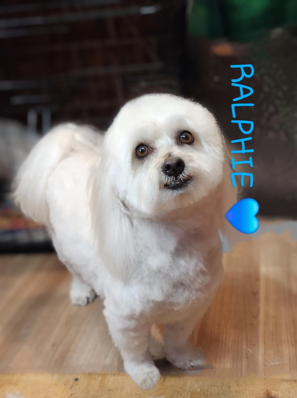 LA PETIT DOG GROOMING | 27 Lexington Ave, St Clair NSW 2759, Australia | Phone: (02) 9834 2555