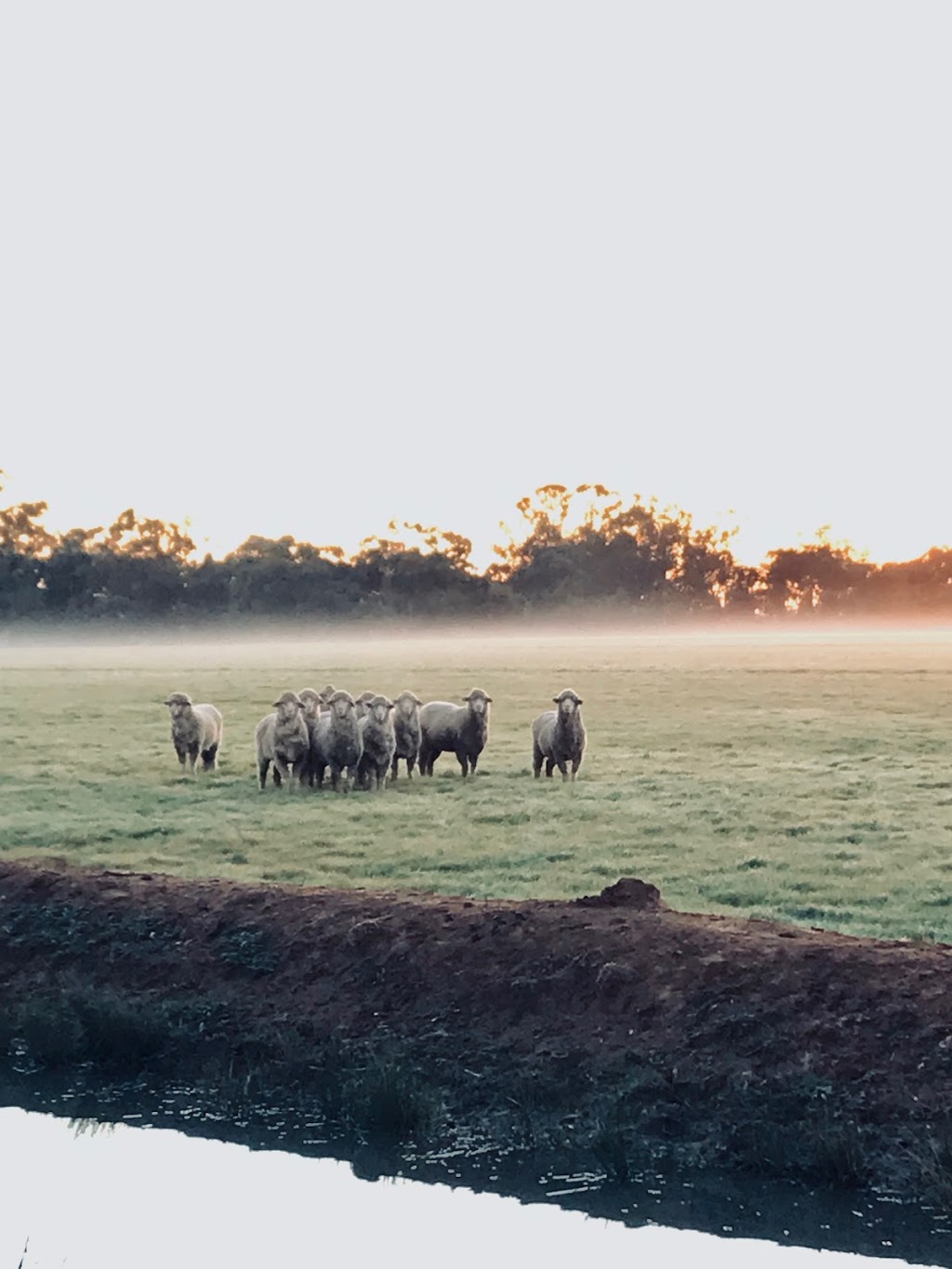 Livestock Breeding Services Jerilderie |  | Brookvale, 520 Conargo Rd, Jerilderie NSW 2716, Australia | 0358861555 OR +61 3 5886 1555