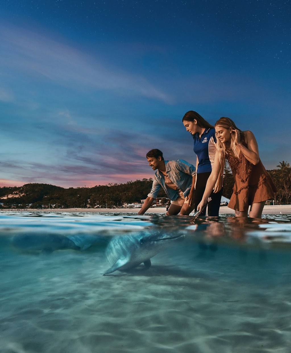 Tangalooma Wild Dolphin Feeding | Tangalooma Jetty Tangalooma, QLD 4025, Australia | Phone: (07) 3637 2000