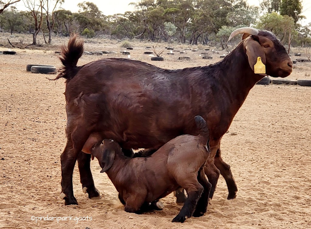Pindari Park Goats & Farmstay | 9290 Goyder Hwy, Stuart SA 5320, Australia | Phone: 0409 707 436