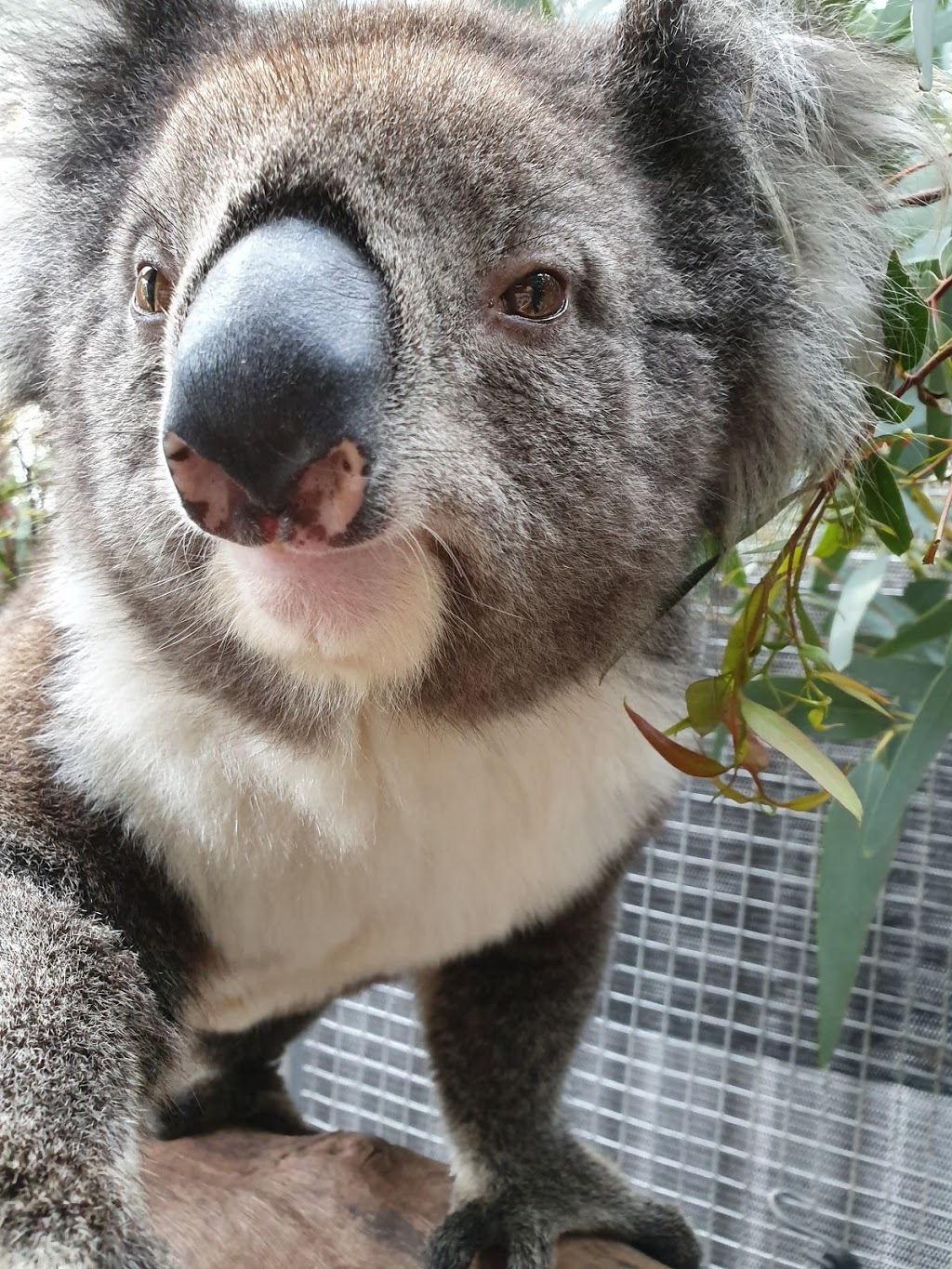 Southern Koala Rescue |  | 102 Kimbley Rd, Onkaparinga Hills SA 5163, Australia | 0435056252 OR +61 435 056 252