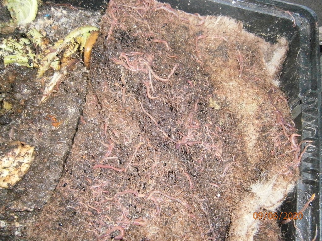 Rosemeadow Worm Farming | 5 Fitzgibbon Ln, Rosemeadow NSW 2560, Australia | Phone: (02) 9057 6479