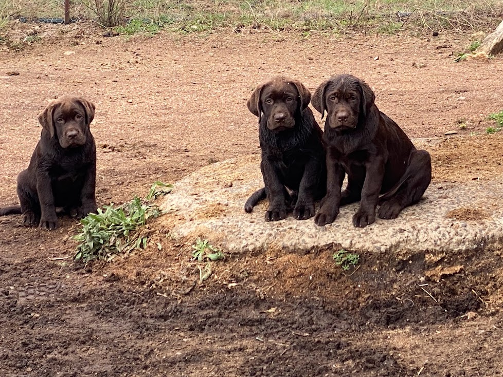 Dunglen Labradors | 143 Back Creek Rd, Sunny Corner NSW 2795, Australia | Phone: 0404 472 265