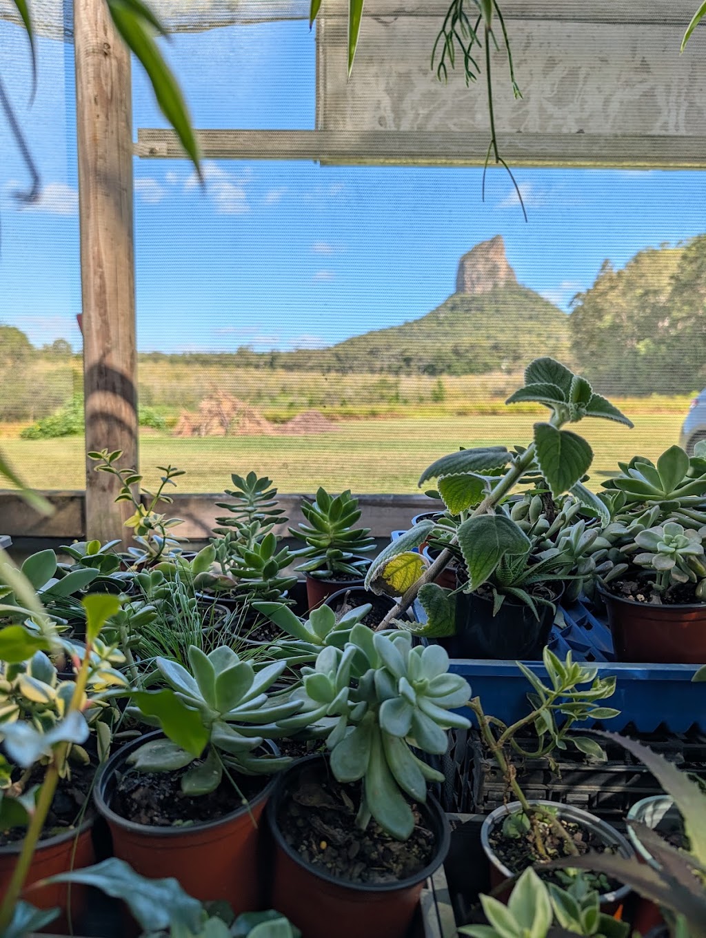 Issies Succulents | 2340 Old Gympie Rd, Glass House Mountains QLD 4518, Australia | Phone: 0408 451 654