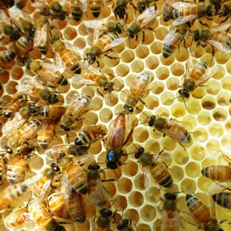 Mulbring Valley Honey | 41 Mount Vincent Rd, Mount Vincent NSW 2323, Australia | Phone: 0429 681 715