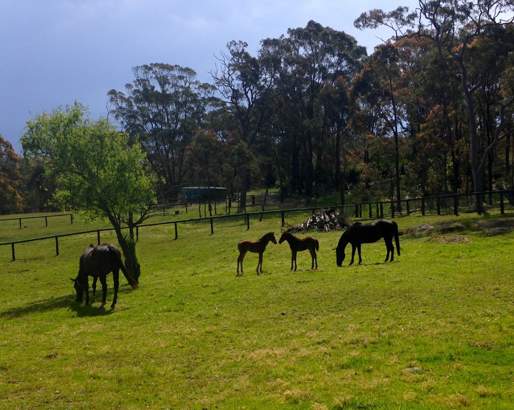 Bell Farm | 14 Bell Rd, Mangrove Mountain NSW 2250, Australia | Phone: 0408 750 748